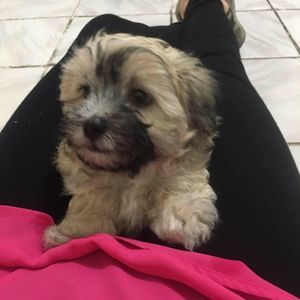 Meet your Posher, Vui